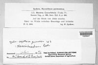 Corinectria fuckeliana image